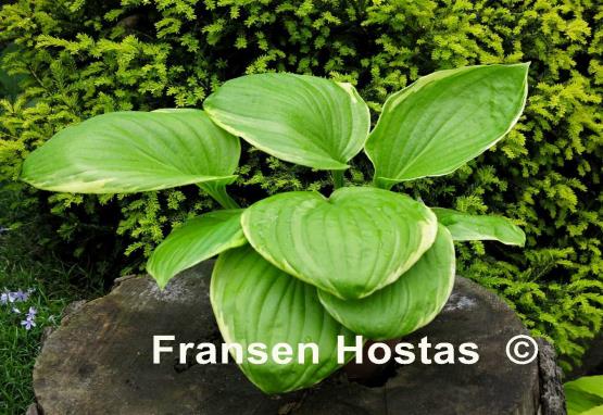 Hosta Lakeside Meadow Ice